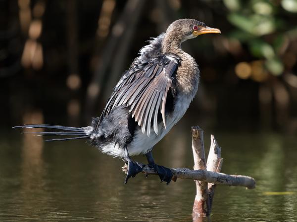 <h3><a href="/trips/gambia/biota/animalia/chordata/aves/016 suliformes/003 phalacrocoracidae/microcarbo africanus/microcarbo africanus-nl.html">Microcarbo&nbsp;africanus</a> / Reed&nbsp;cormorant / Afrikaanse&nbsp;dwergaalscholver</h3>OM-1 Mark II met OLYMPUS M.150-400mm F4.5, 1/2000 sec  bij F4.5, ISO 2500, afstand 11.6&nbsp;m